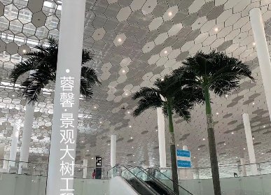 深圳机场仿真椰子树