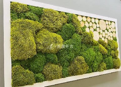 苔藓植物墙