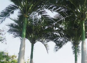 仿真椰子树规格