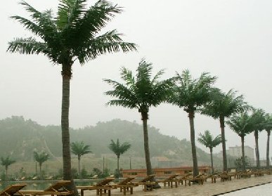 仿真椰子树造景