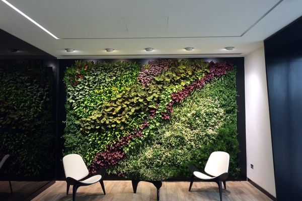 办公室内植物墙植物