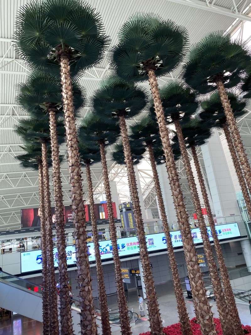 机场椰子树景观