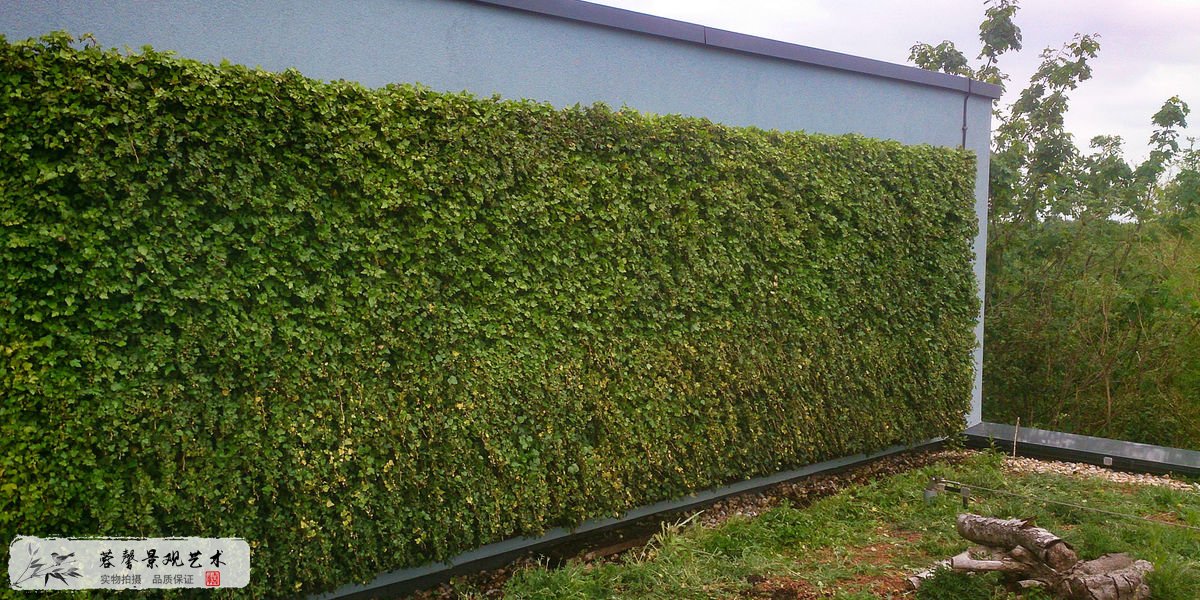 成都做植物绿墙