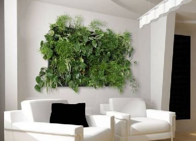 小型室内植物墙