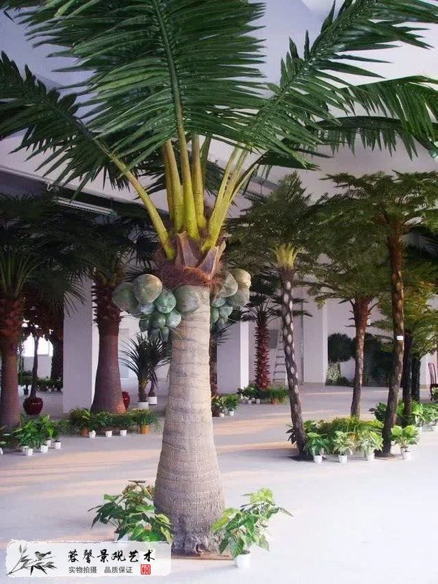 石家庄有椰子树吗