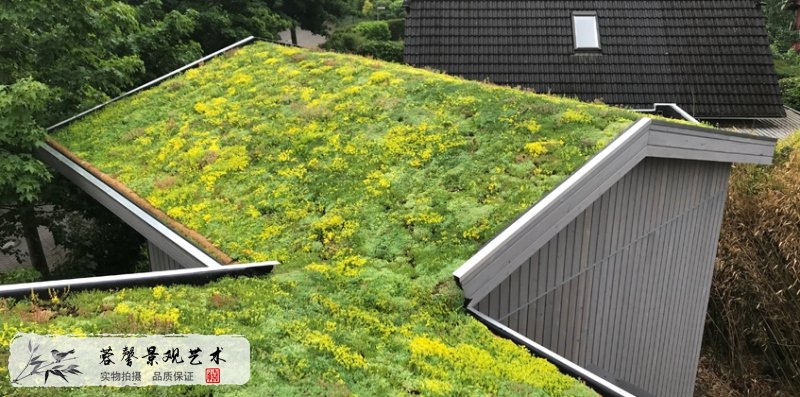住宅屋顶绿化
