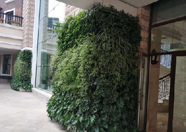 自制植物墙