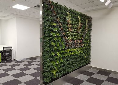 植物墙植物