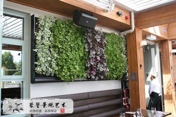 室内植物墙养护