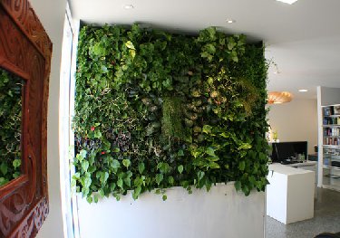 室内植物墙搭配