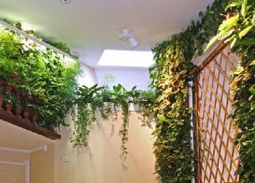 悬挂植物墙做法