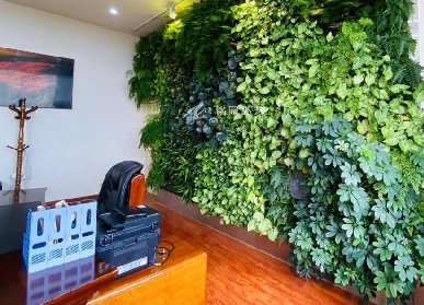 老板办公室植物墙