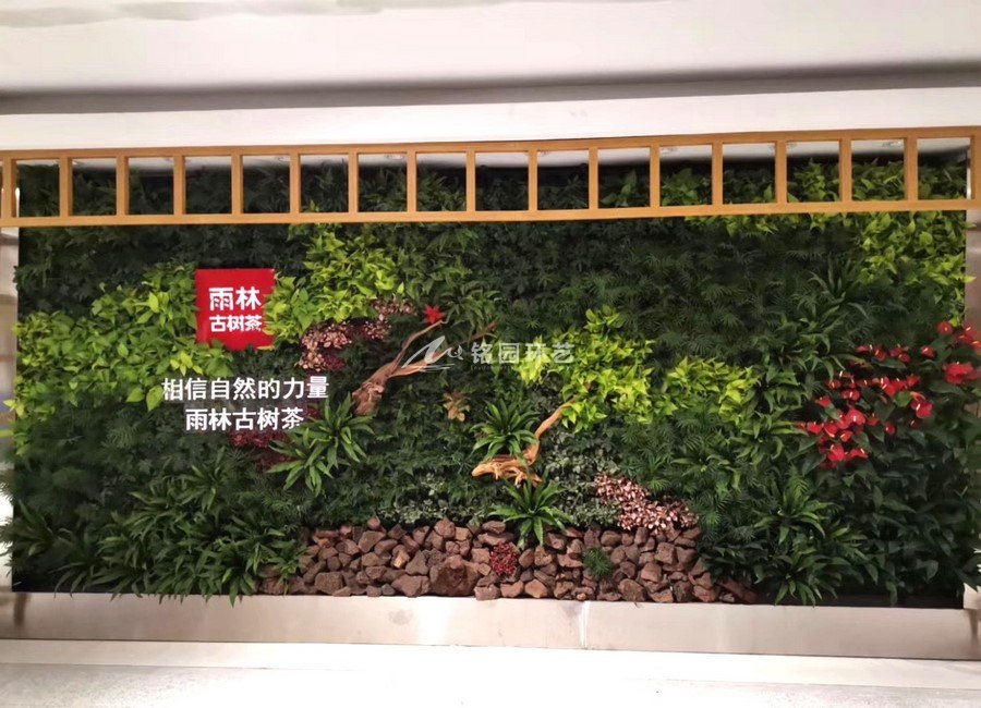 绿植背景形象墙，深圳雨林古树茶垂直绿化景观