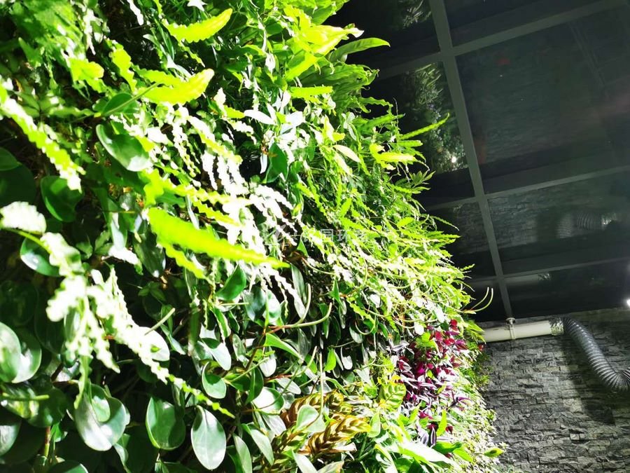 别墅室内植物墙