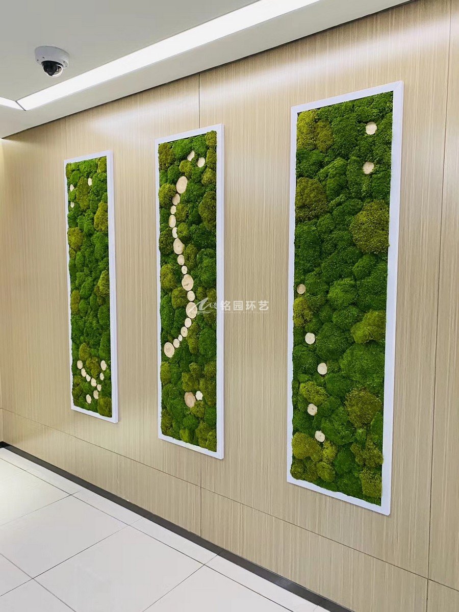 室内苔藓植物墙