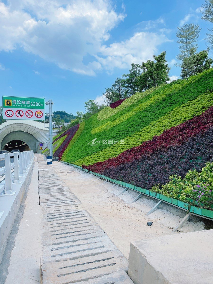 隧道边坡绿化，厦门海沧隧道护坡垂直绿化景观